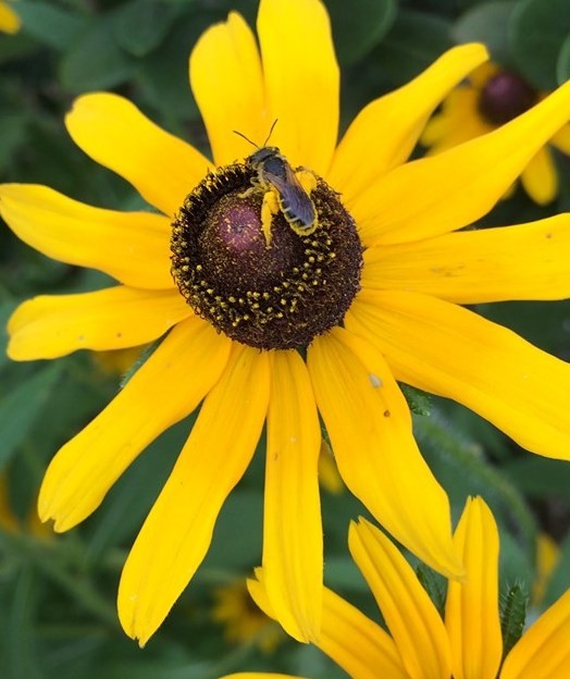 Don’t Step on a Bee Day