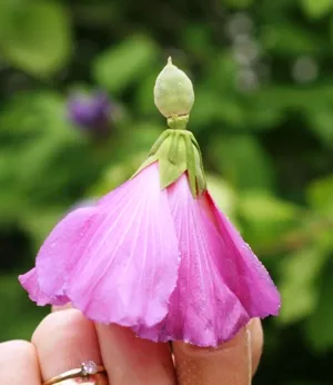 Flower Doll from an Althea Bush