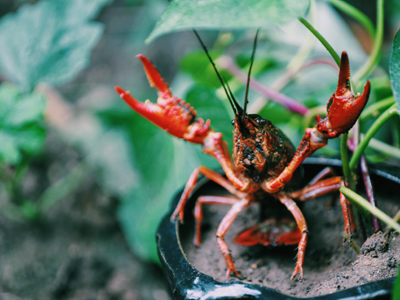 C is for Crawfish or Crawdad