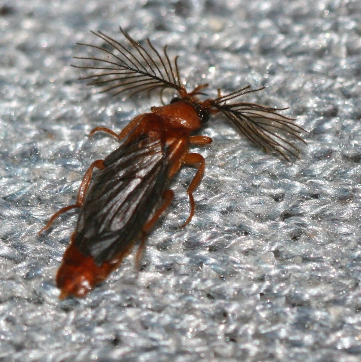 Mystery Insect – An Adult Male Glowworm